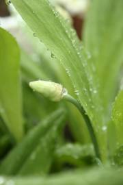 Fotografia da espécie Allium victorialis