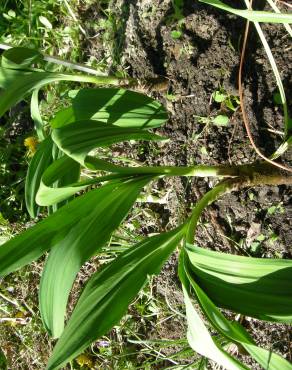 Fotografia 5 da espécie Allium victorialis no Jardim Botânico UTAD