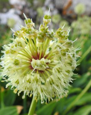 Fotografia 1 da espécie Allium victorialis no Jardim Botânico UTAD