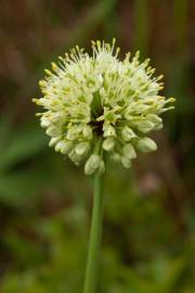 Fotografia da espécie Allium victorialis