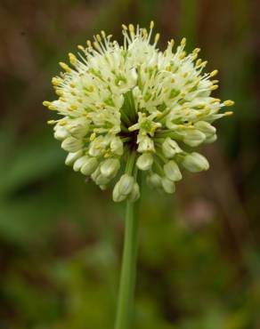 Fotografia 6 da espécie Allium victorialis no Jardim Botânico UTAD