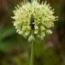 Fotografia 6 da espécie Allium victorialis do Jardim Botânico UTAD