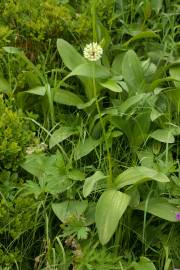 Fotografia da espécie Allium victorialis