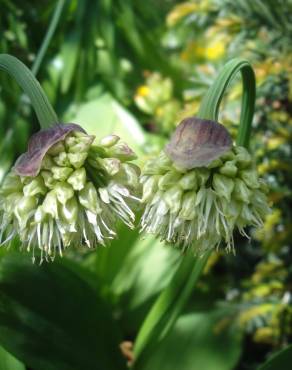 Fotografia 8 da espécie Allium victorialis no Jardim Botânico UTAD