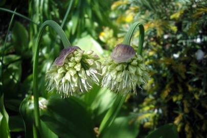 Fotografia da espécie Allium victorialis