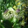 Fotografia 8 da espécie Allium victorialis do Jardim Botânico UTAD
