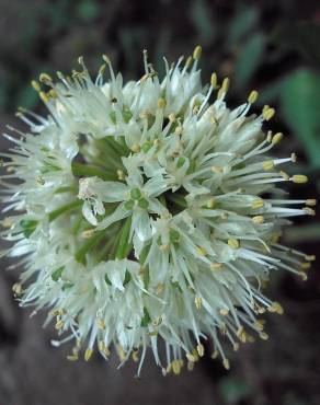 Fotografia 9 da espécie Allium victorialis no Jardim Botânico UTAD