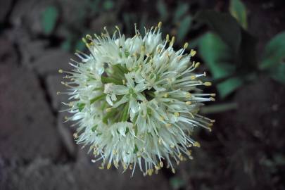 Fotografia da espécie Allium victorialis