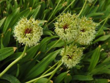 Fotografia da espécie Allium victorialis