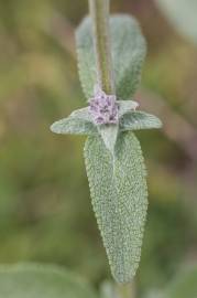 Fotografia da espécie Stachys germanica