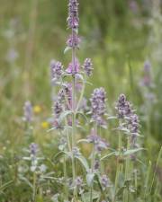 Fotografia da espécie Stachys germanica