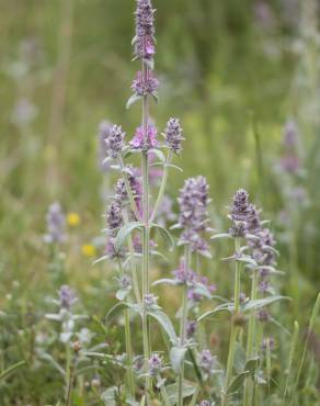 Fotografia 1 da espécie Stachys germanica no Jardim Botânico UTAD