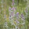 Fotografia 1 da espécie Stachys germanica do Jardim Botânico UTAD