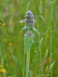 Fotografia da espécie Stachys germanica