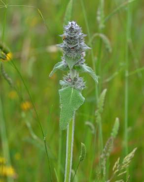 Fotografia 3 da espécie Stachys germanica no Jardim Botânico UTAD