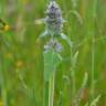 Fotografia 3 da espécie Stachys germanica do Jardim Botânico UTAD