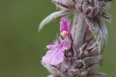 Fotografia da espécie Stachys germanica