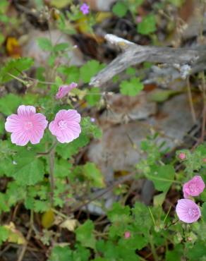 Fotografia 2 da espécie Malva hispanica no Jardim Botânico UTAD