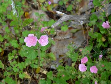 Fotografia da espécie Malva hispanica