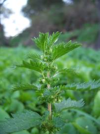 Fotografia da espécie Urtica urens