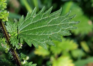 Fotografia da espécie Urtica urens