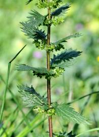 Fotografia da espécie Urtica urens