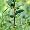 Fotografia 6 da espécie Urtica urens do Jardim Botânico UTAD