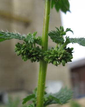 Fotografia 8 da espécie Urtica urens no Jardim Botânico UTAD