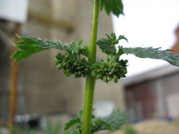 Fotografia da espécie Urtica urens