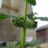 Fotografia 8 da espécie Urtica urens do Jardim Botânico UTAD