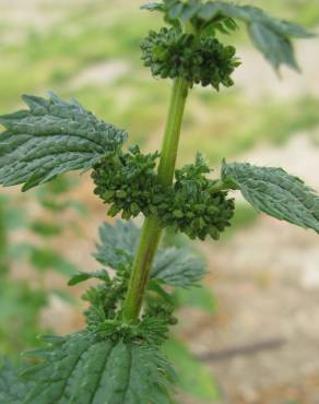 Fotografia 9 da espécie Urtica urens no Jardim Botânico UTAD