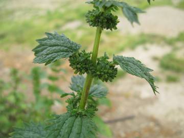 Fotografia da espécie Urtica urens