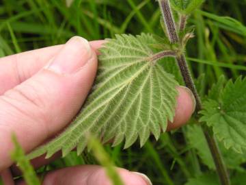 Fotografia da espécie Urtica dioica