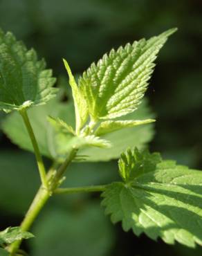 Fotografia 3 da espécie Urtica dioica no Jardim Botânico UTAD