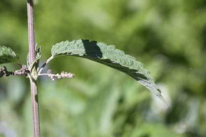 Fotografia da espécie Urtica dioica