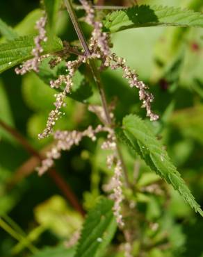 Fotografia 5 da espécie Urtica dioica no Jardim Botânico UTAD