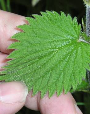 Fotografia 6 da espécie Urtica dioica no Jardim Botânico UTAD