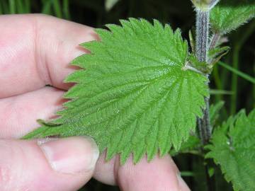 Fotografia da espécie Urtica dioica