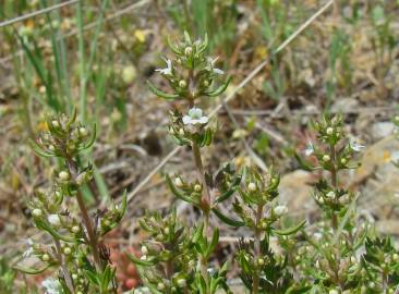 Fotografia da espécie Thymus zygis subesp. zygis