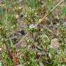 Fotografia 10 da espécie Thymus zygis subesp. zygis do Jardim Botânico UTAD