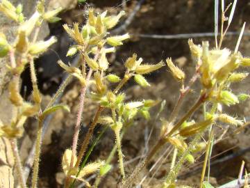 Fotografia da espécie Cerastium ramosissimum