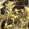 Fotografia 4 da espécie Cerastium ramosissimum do Jardim Botânico UTAD