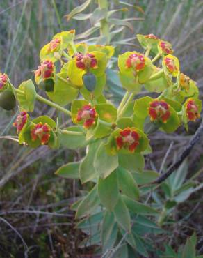 Fotografia 5 da espécie Euphorbia oxyphylla no Jardim Botânico UTAD