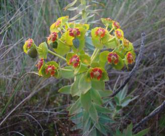Fotografia da espécie Euphorbia oxyphylla