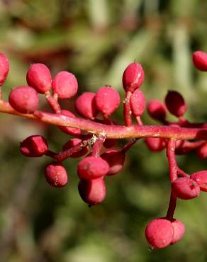 Fotografia 11 da espécie Pistacia terebinthus no Jardim Botânico UTAD