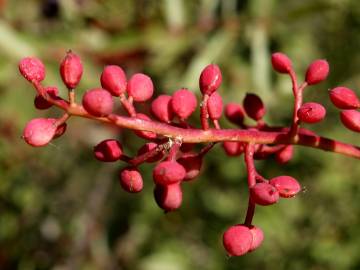 Fotografia da espécie Pistacia terebinthus