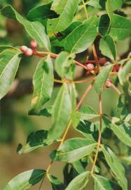 Fotografia da espécie Pistacia terebinthus