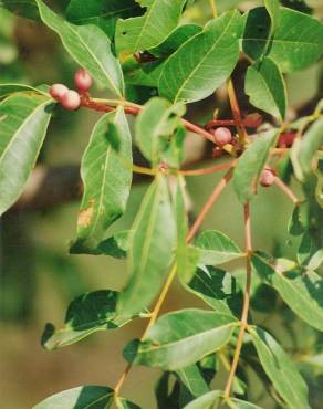 Fotografia 12 da espécie Pistacia terebinthus no Jardim Botânico UTAD