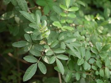 Fotografia da espécie Pistacia terebinthus