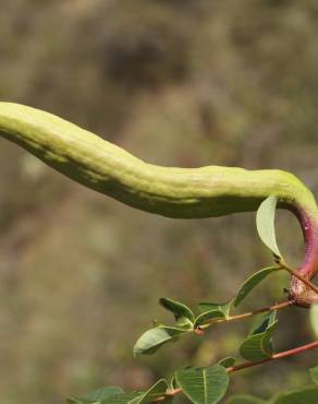 Fotografia 14 da espécie Pistacia terebinthus no Jardim Botânico UTAD